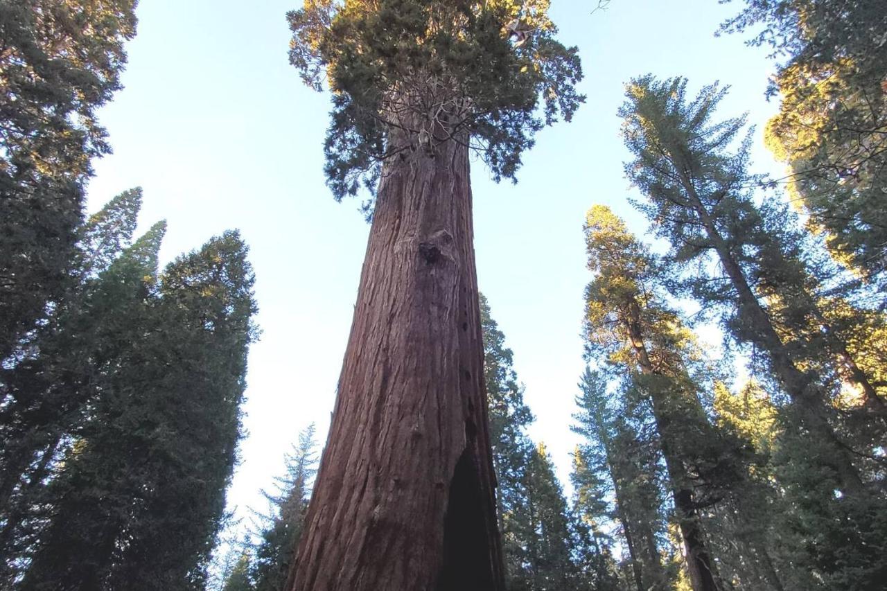 Вилла Sequoia Glen Wilsonia Экстерьер фото
